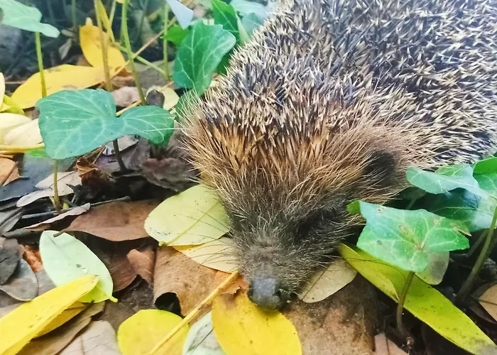 Ecogarden With אתר קמפינג